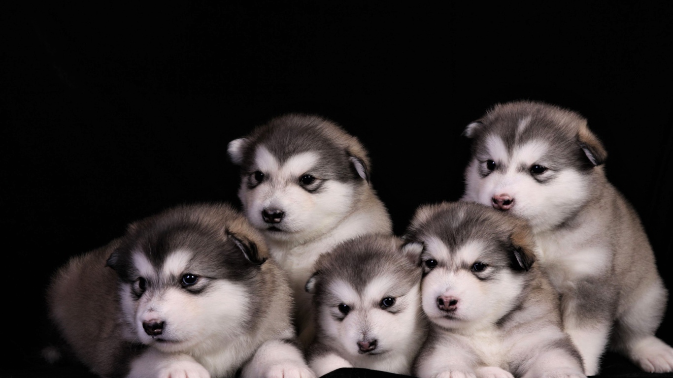 Милые маленькие щенки аляскинского маламута на черном фоне