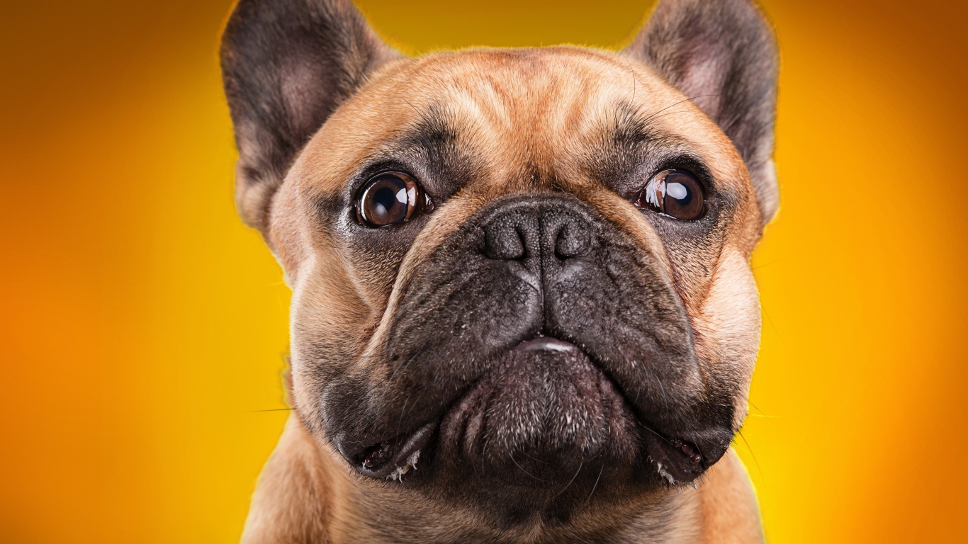 Морда французского бульдога на золотом фоне