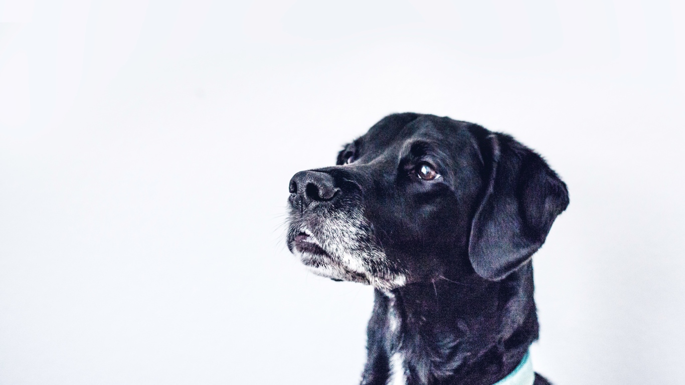 Морда черного дога на сером фоне