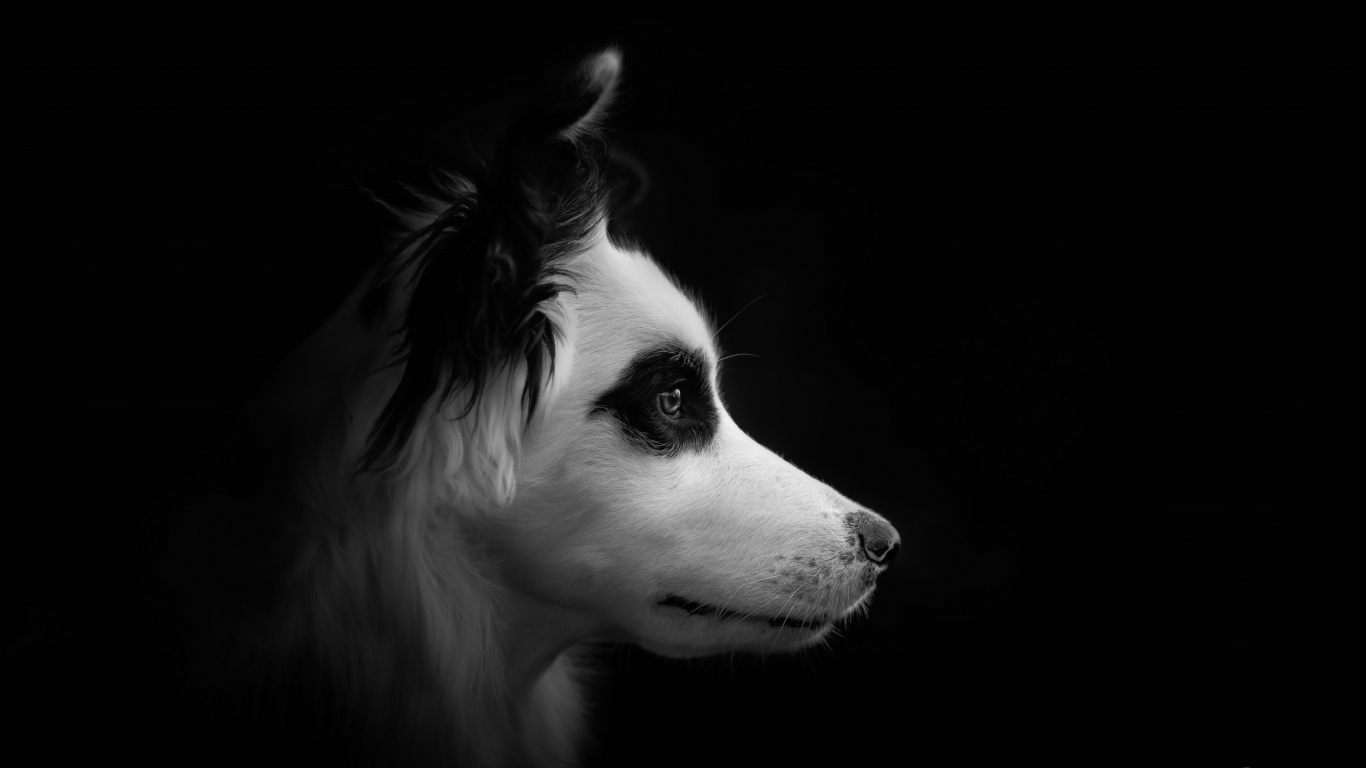 Морда собаки породы бордер колли черно - белое фото