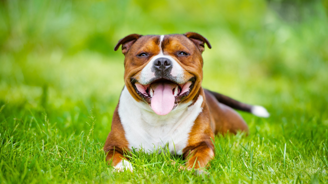 Довольный Стаффордширский бультерьер с высунутым языком лежит на зеленой траве