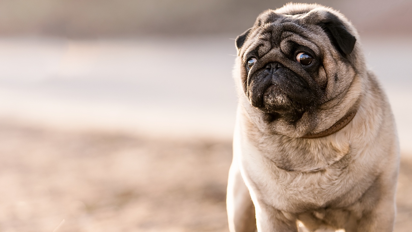 Мопс с грустным взглядом 