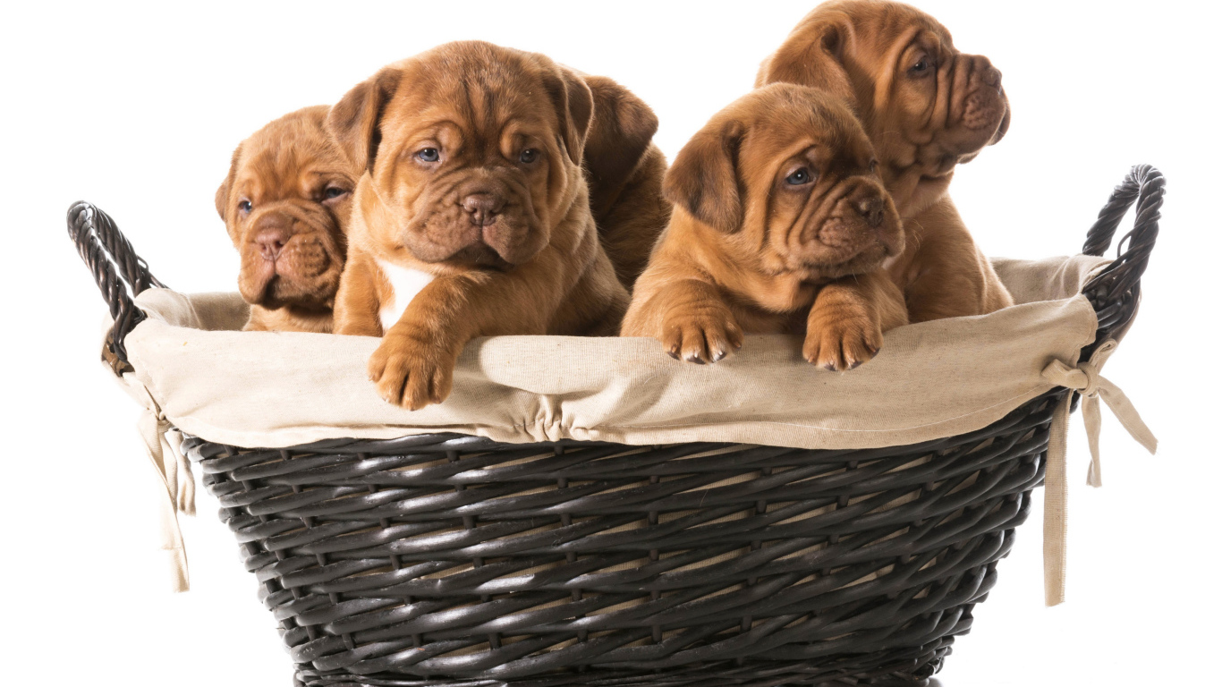 Щенки бульдога в корзине на белом фоне