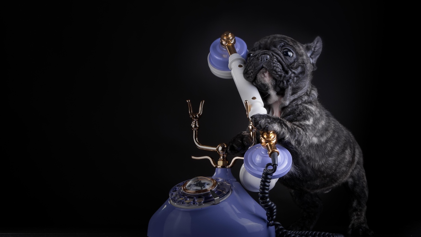 Щенок французского бульдога с телефоном