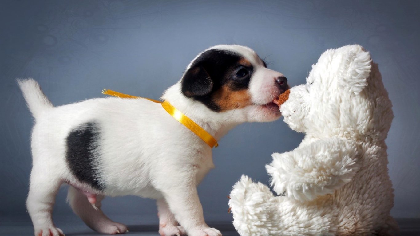 Щенок Джек-рассел-терьера кусает белого плюшевого мишку 