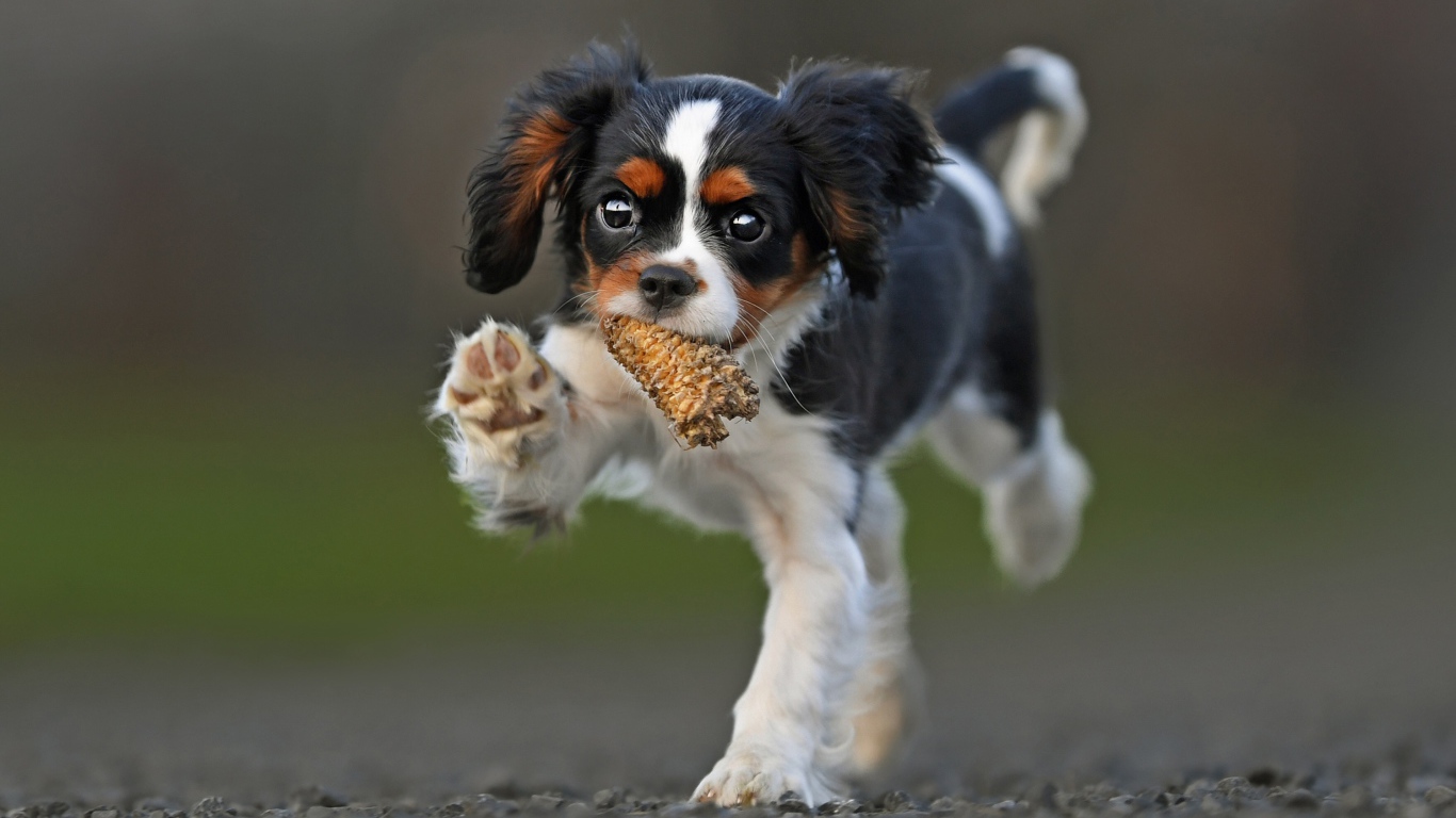 Щенок Кинг чарльз спаниель бежит по дороге