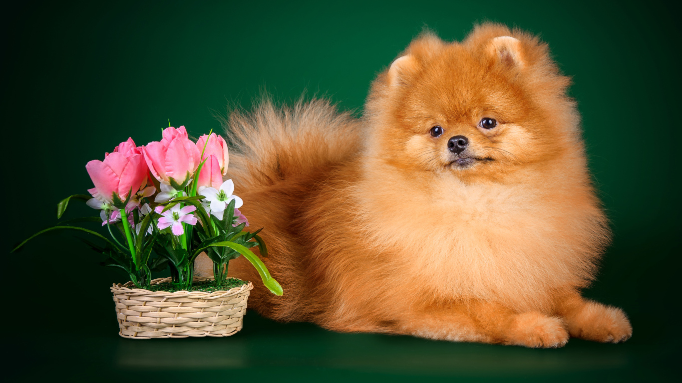 Рыжий шпиц на зеленом фоне