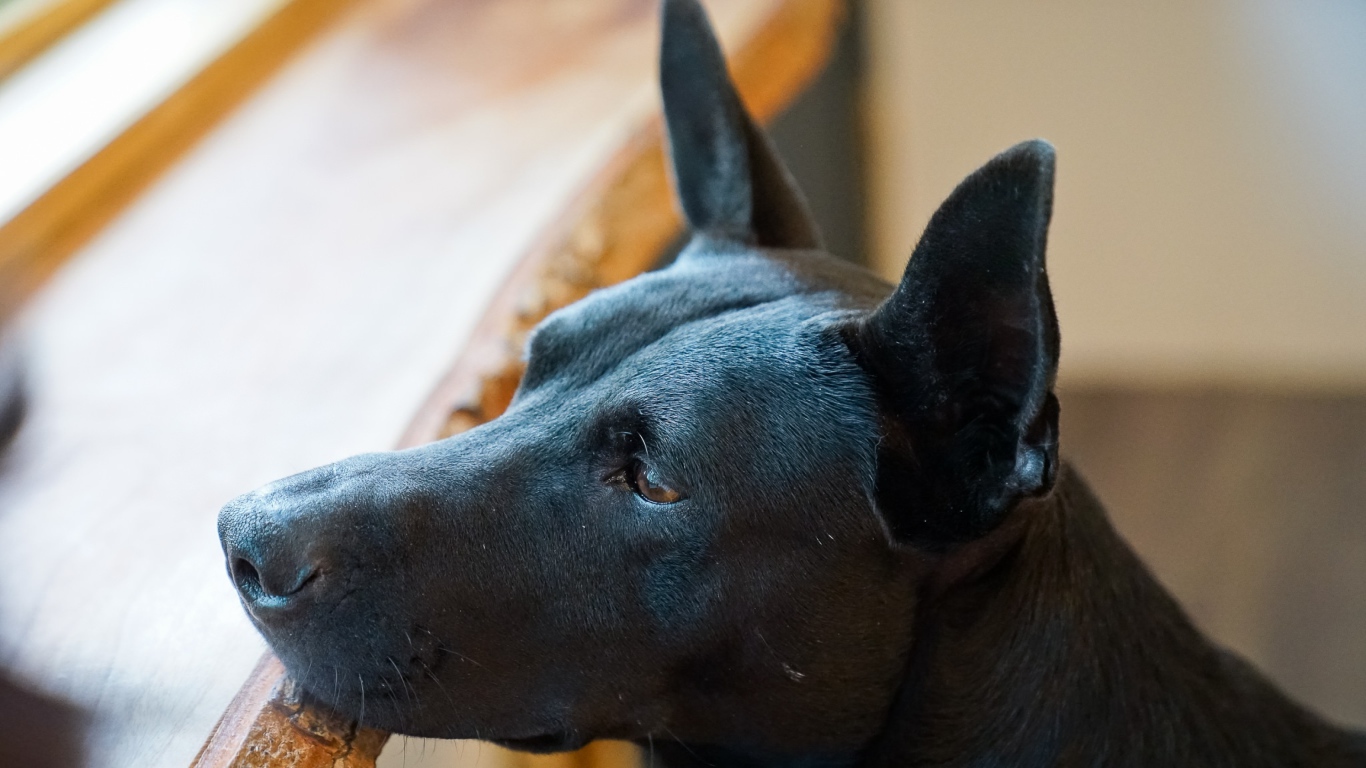 Грустная черная собака у окна 