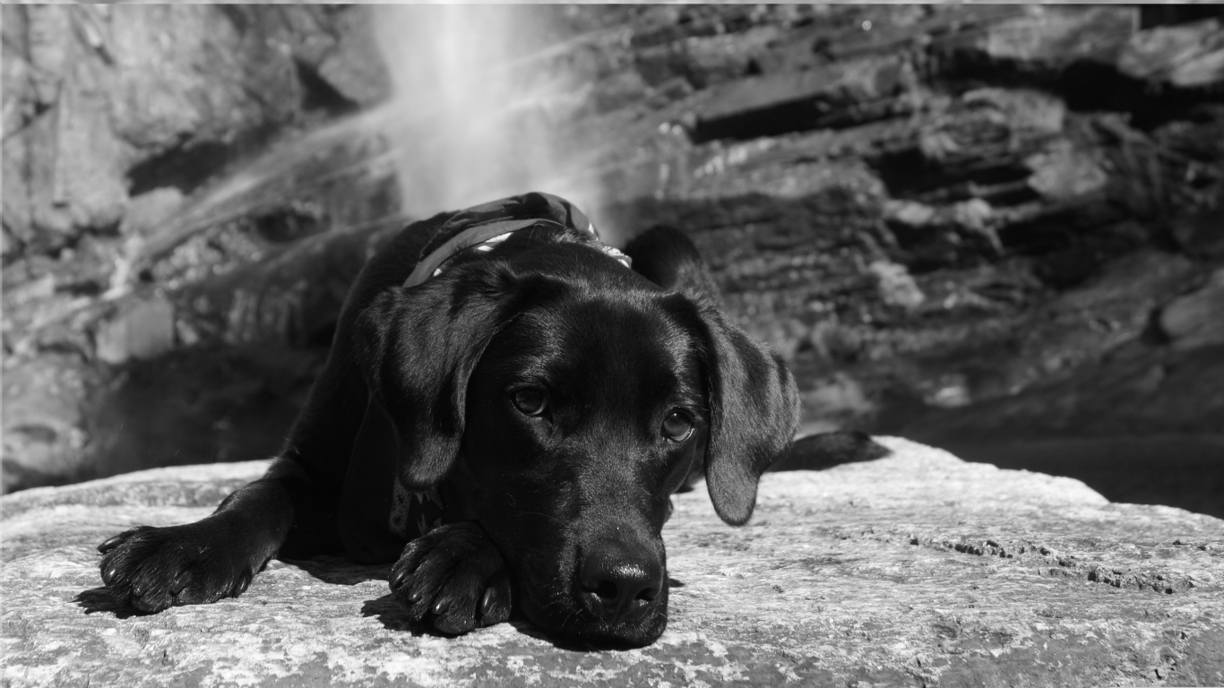 Грустная собака лежит на камне, черно белое фото