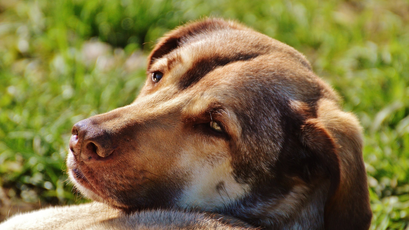 Грустная собака отдыхает на зеленой траве