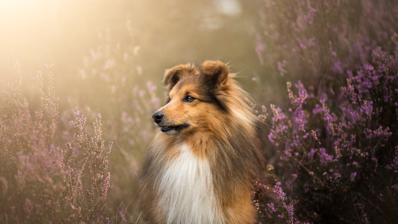 Собака породы шелти в цветах
