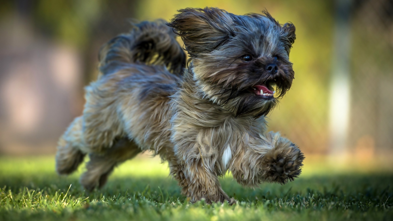 Щенок Ши-тцу бежит по зеленой траве
