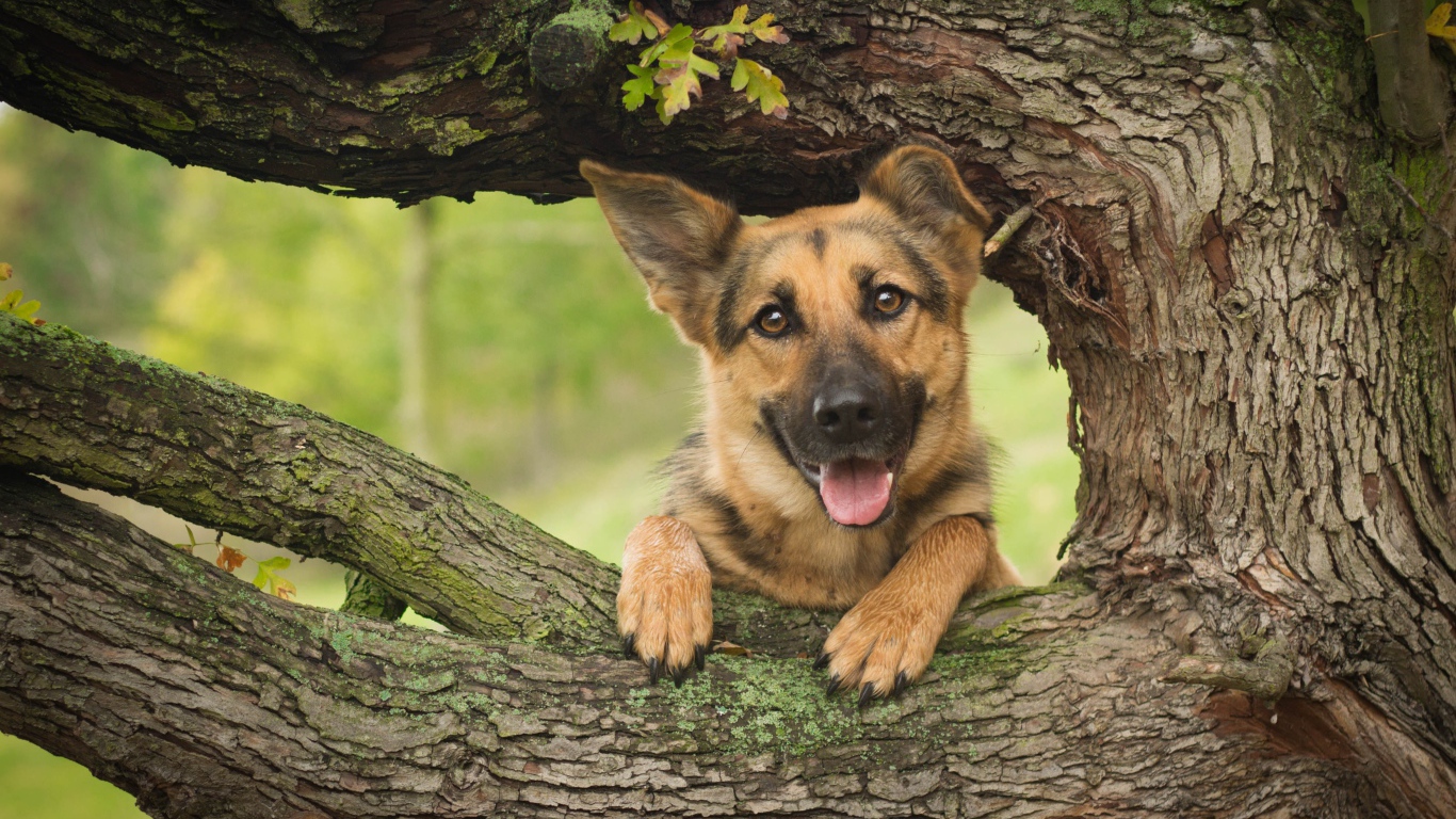 Немецкая овчарка с высунутым языком стоит у дуба
