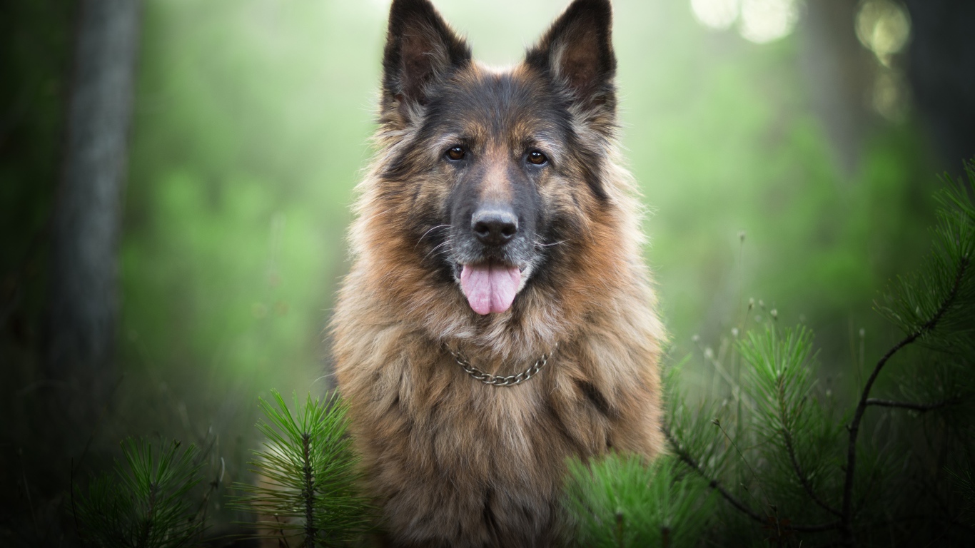 Немецкая овчарка с высунутым языком стоит у еловой ветки