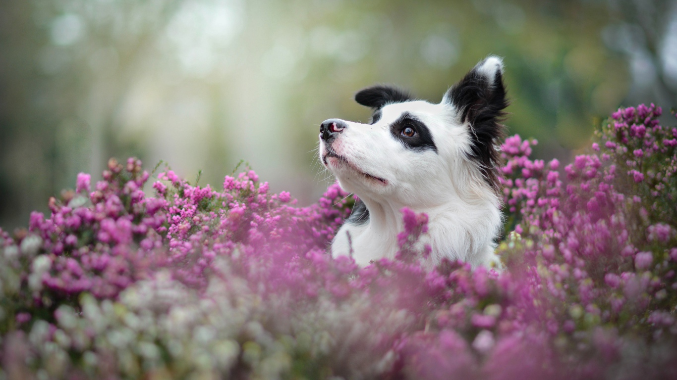Собака породы бордер колли сидит в сиреневых цветах