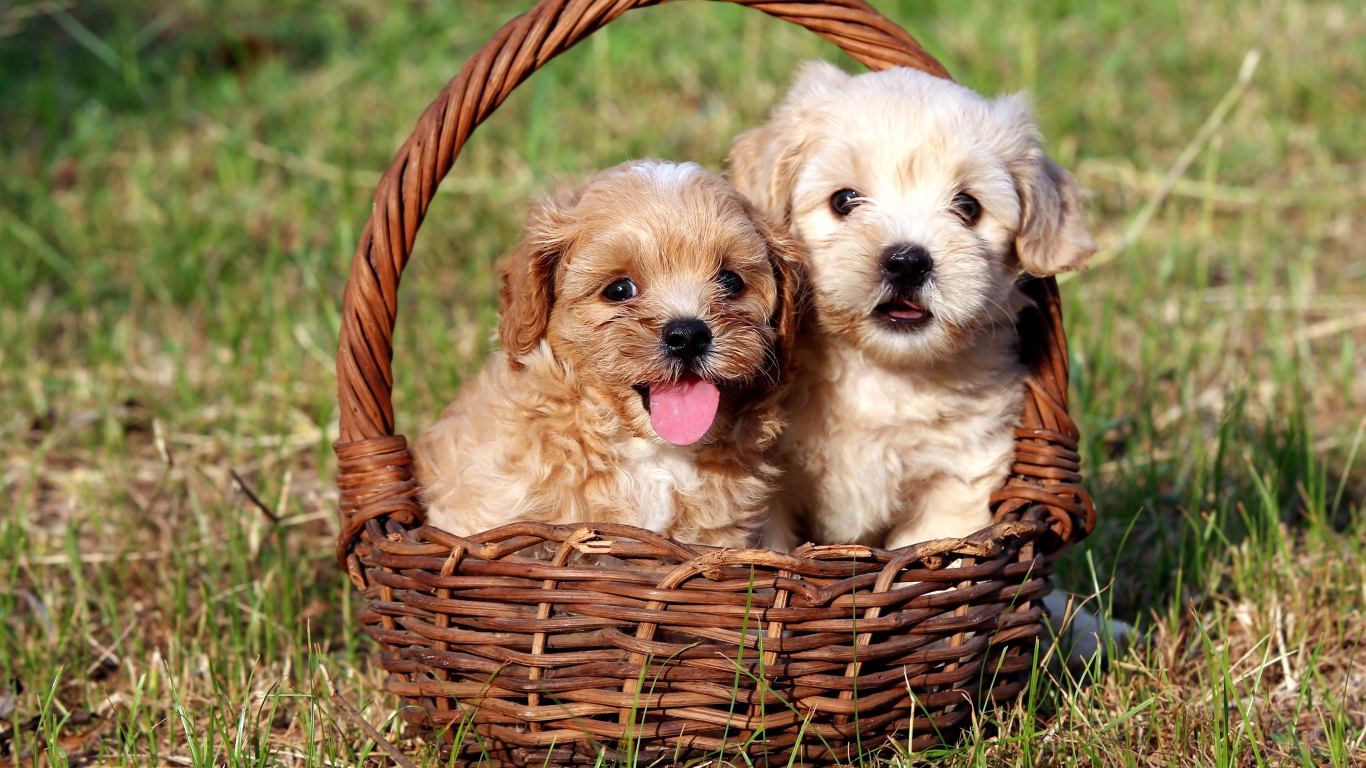 Два щенка Бишон фризе сидят в корзине