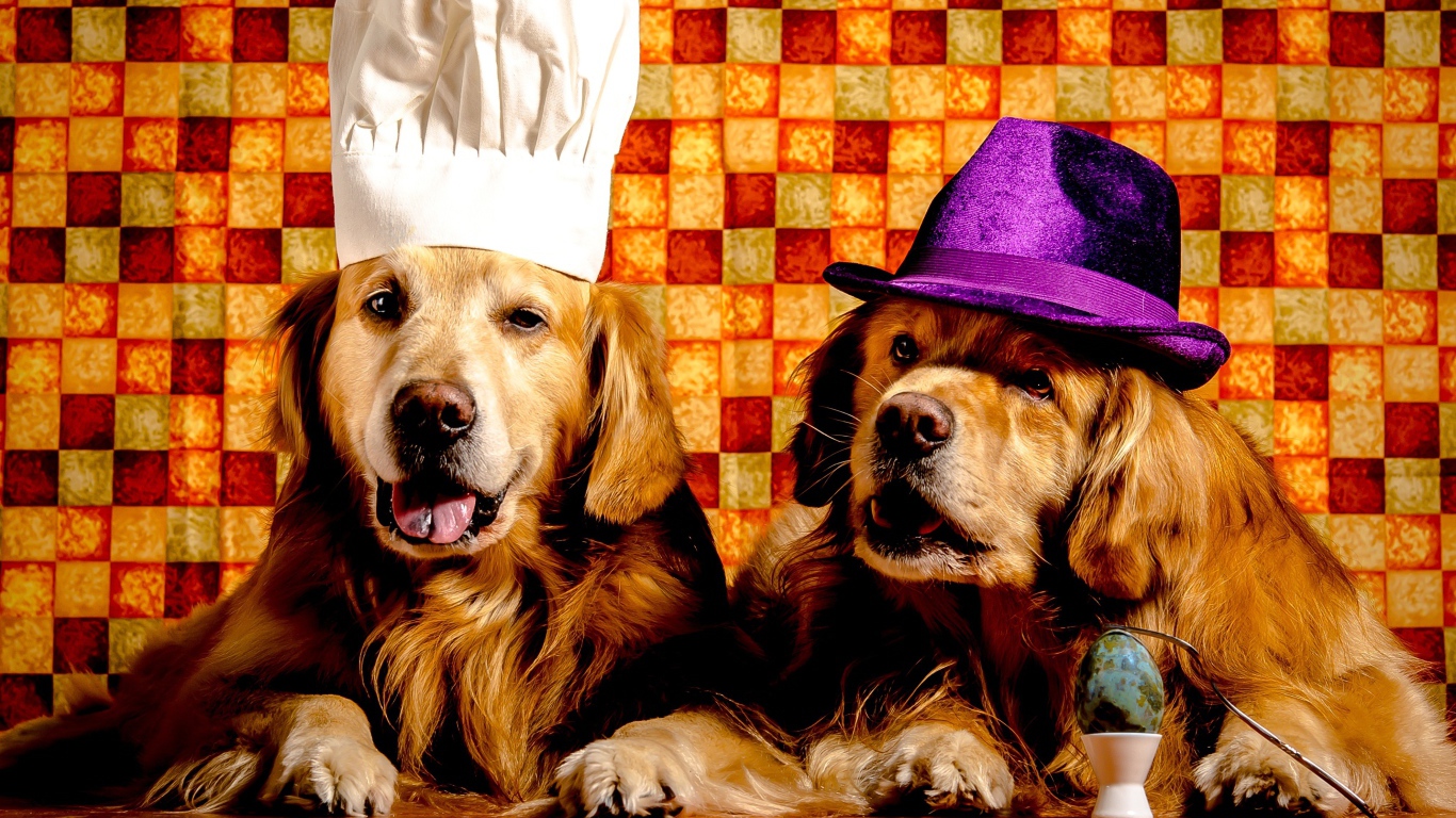 Два забавных золотистых ретривера в шапках