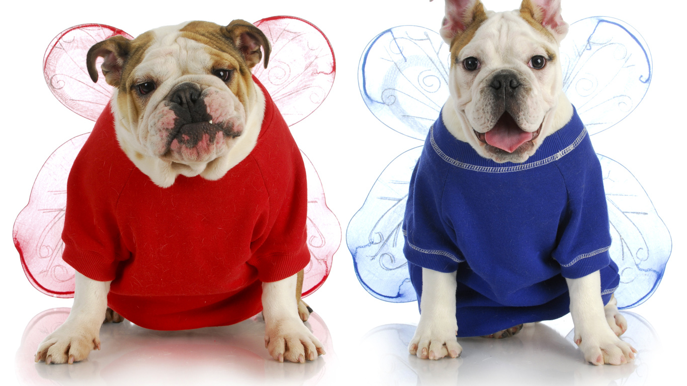 Два бульдога в забавных костюмах на белом фоне