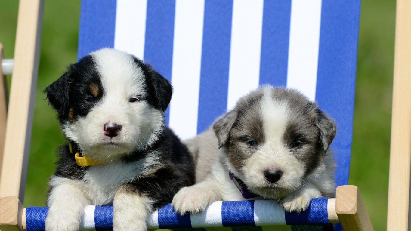 Два маленьких милых щенка в кресле