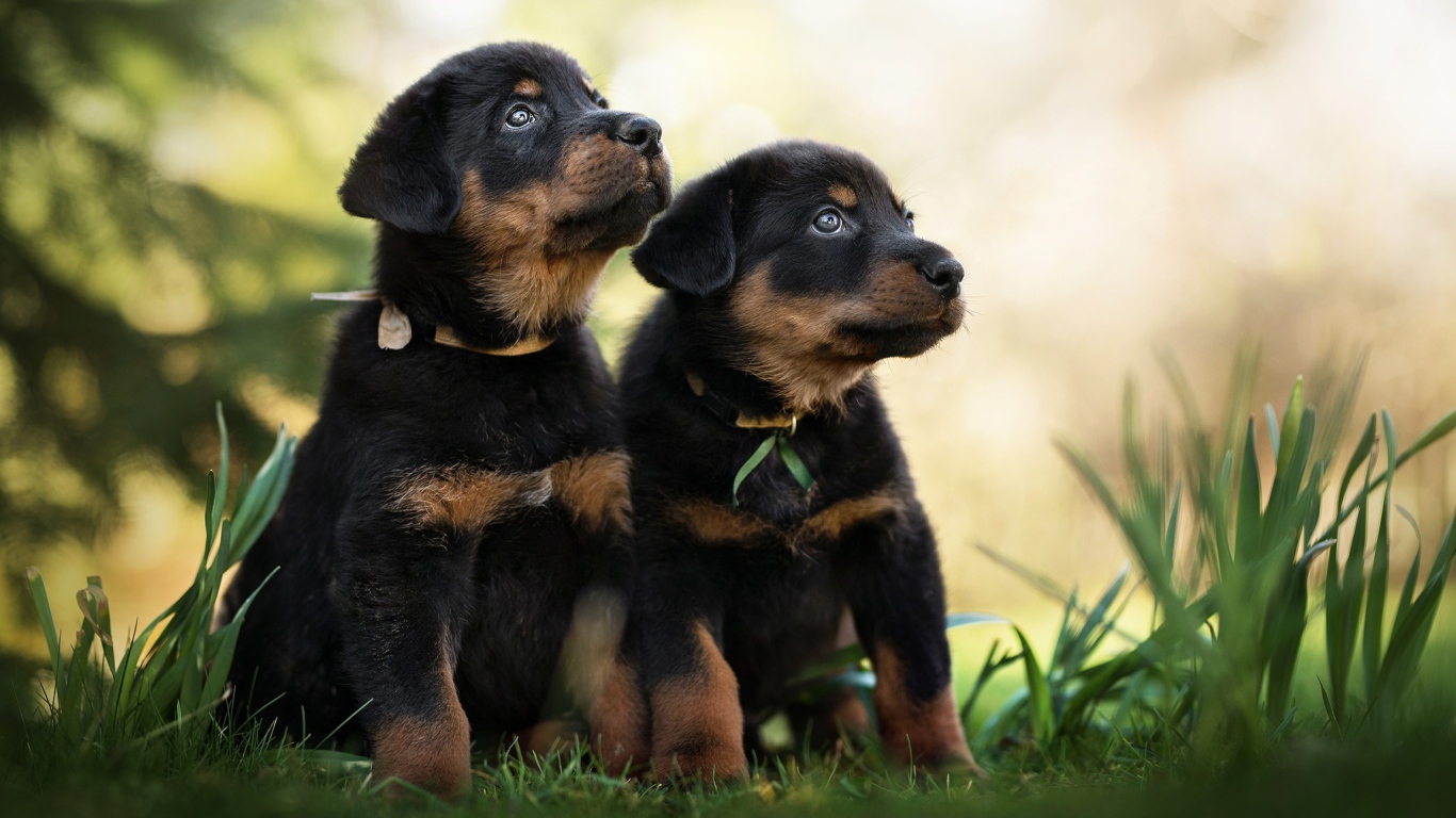 Два щенка породы Босерон сидят на зеленой траве