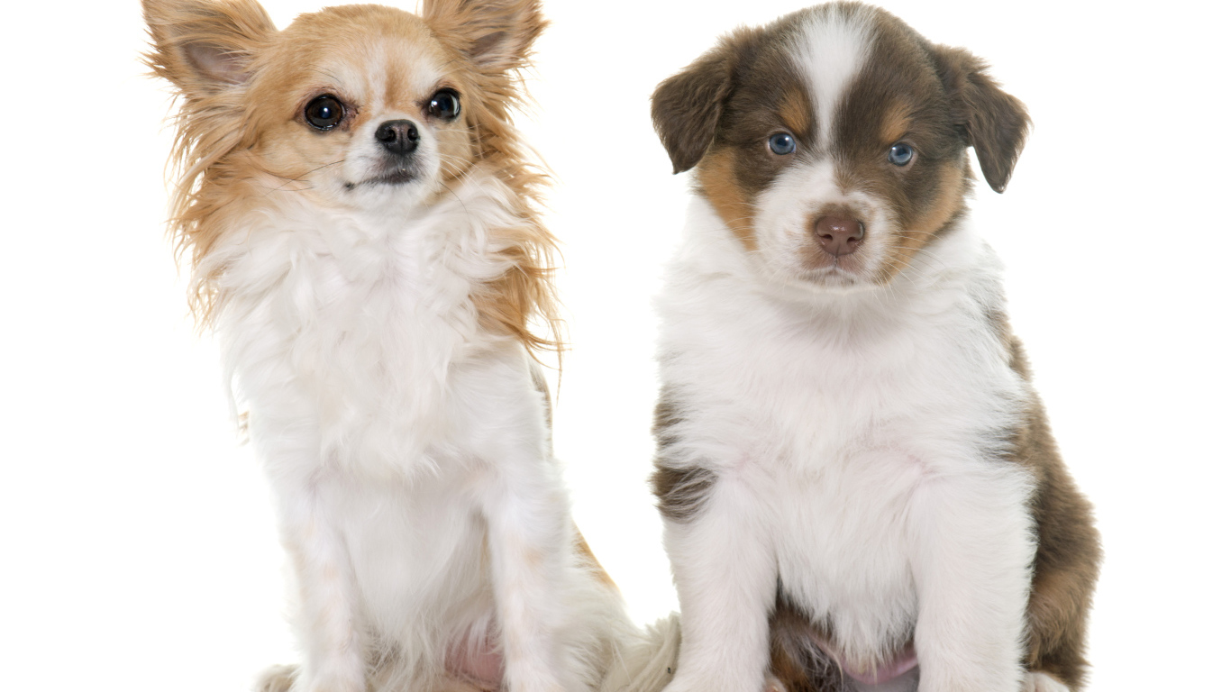 Два щенка на белом фоне 