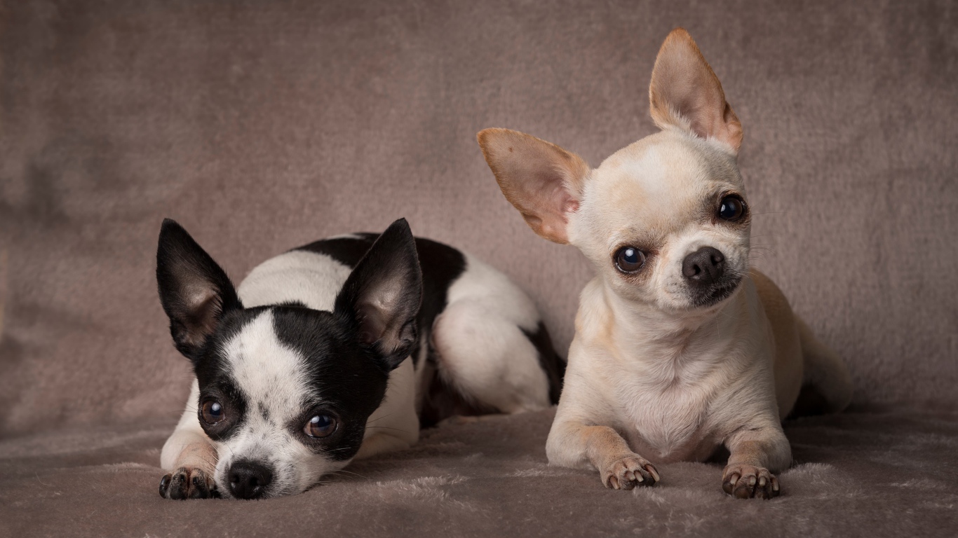 Two small dogs of Chihuahua breed on a gray background