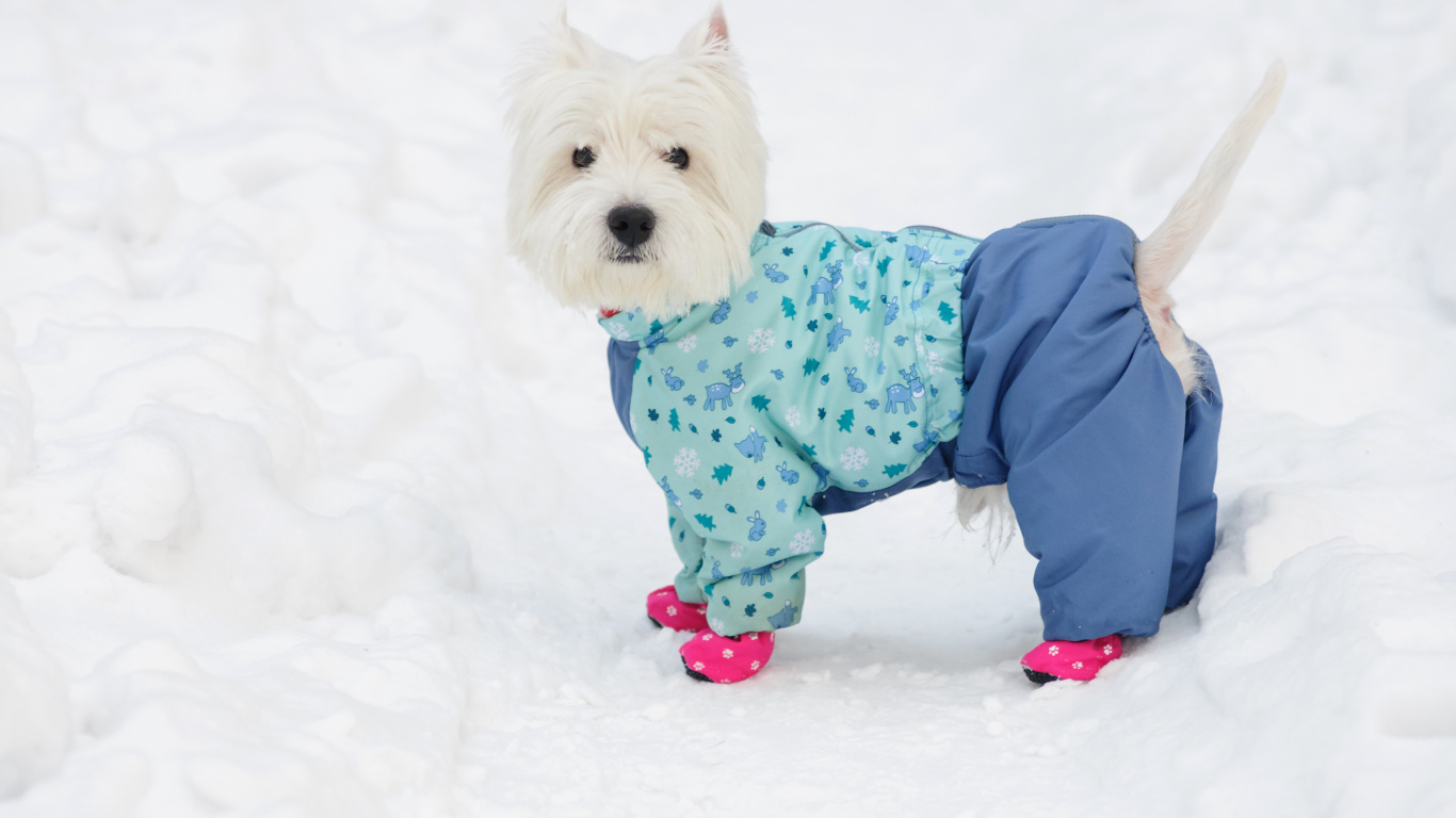 Белый Вест хайленд уайт терьер в костюме на снегу