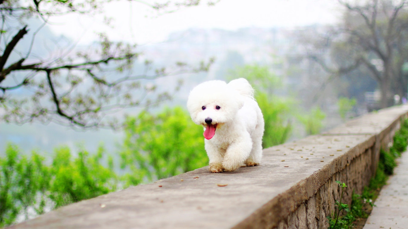 Белый Бишон фризе с высунутым языком