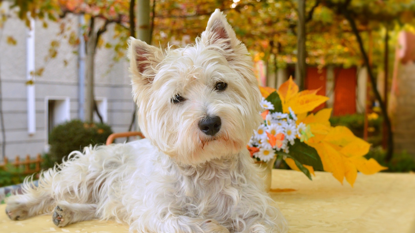 Белый забавный  Вест хайленд уайт терьер