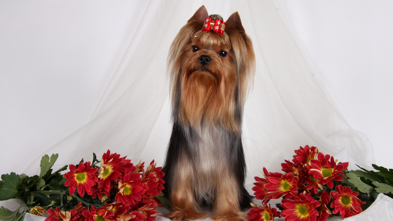 Йоркширский терьер с цветами хризантемы