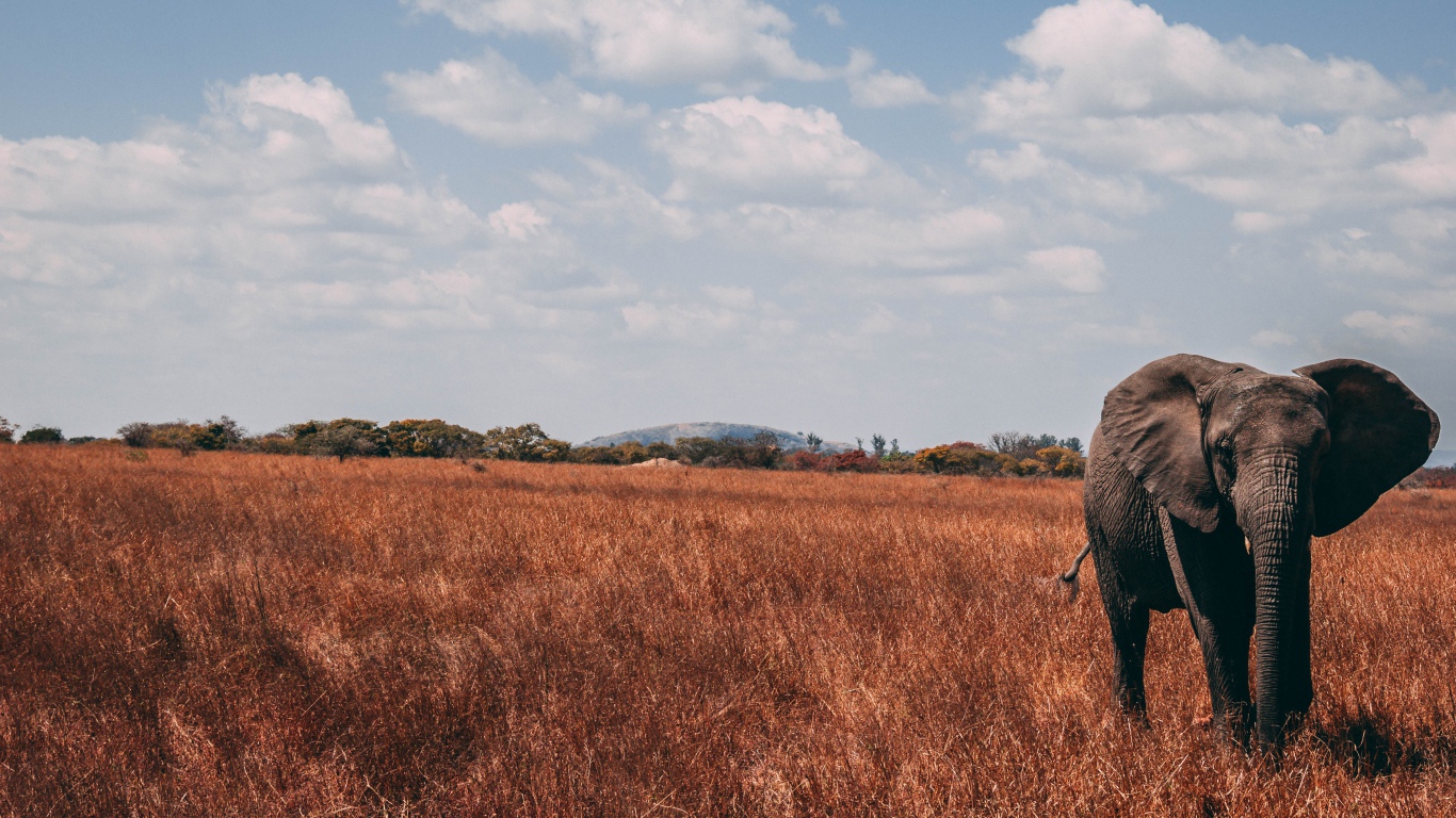 Большой слон идет по сухой траве под голубым небом