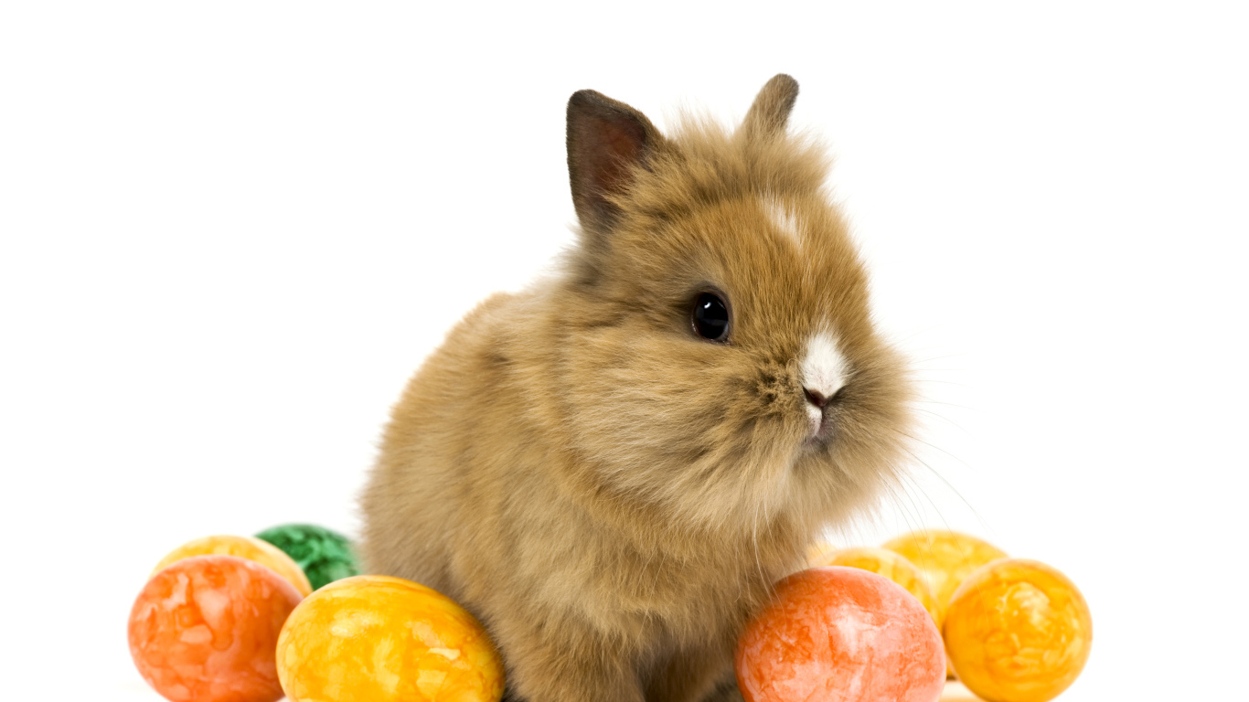 Decorative rabbit with dyed eggs on a white background