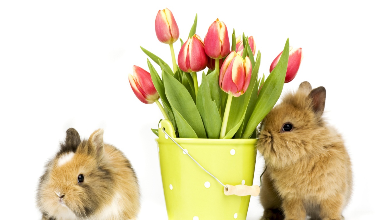 Два пушистых декоративных кролика с букетом тюльпанов на белом фоне