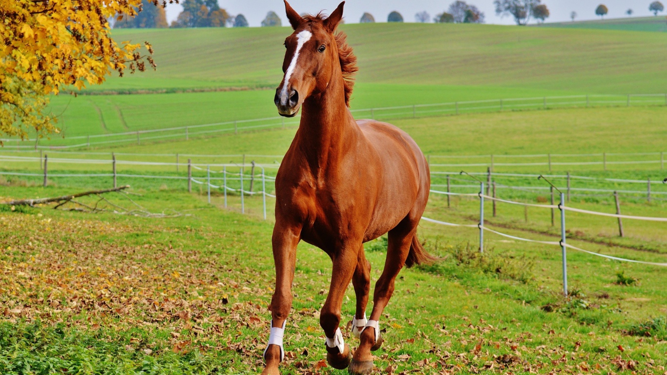 Коричневая лошадь скачет по зеленой траве на ферме