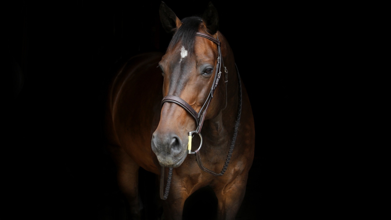 Красивый коричневый конь на черном фоне