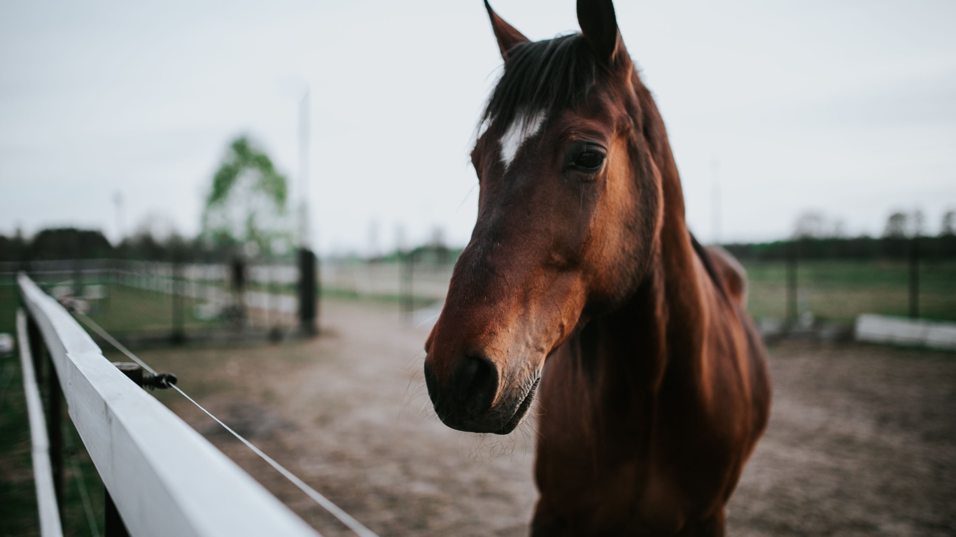 Красивый коричневый конь на ферме крупным планом