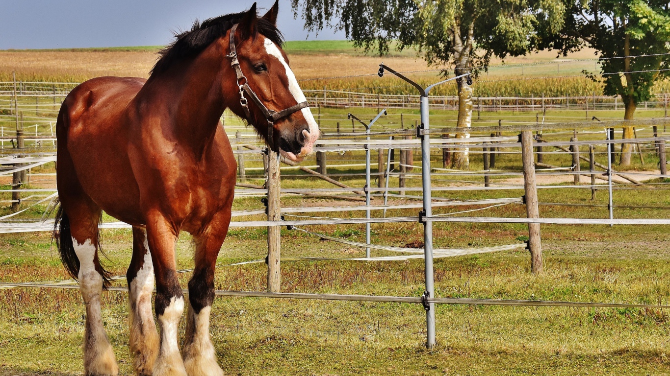 Красивый коричневый конь на ферме