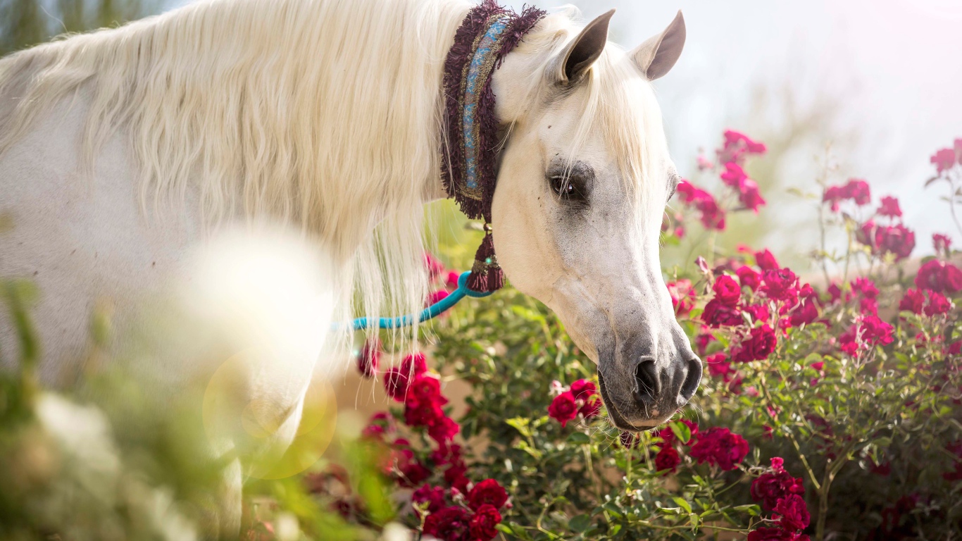 Красивая белая лошадь у красных цветов розы