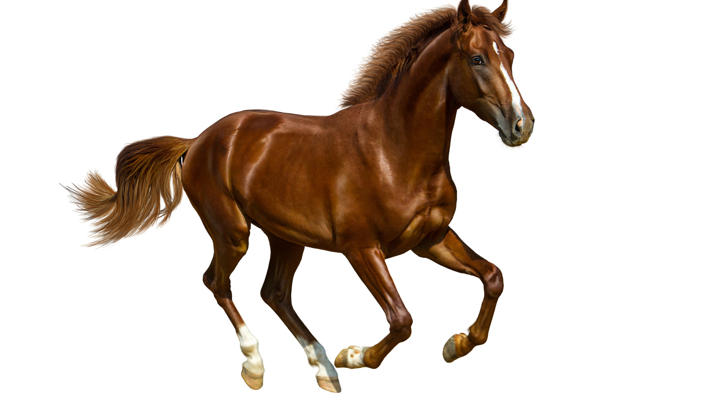 Коричневый красивый конь на белом фоне 