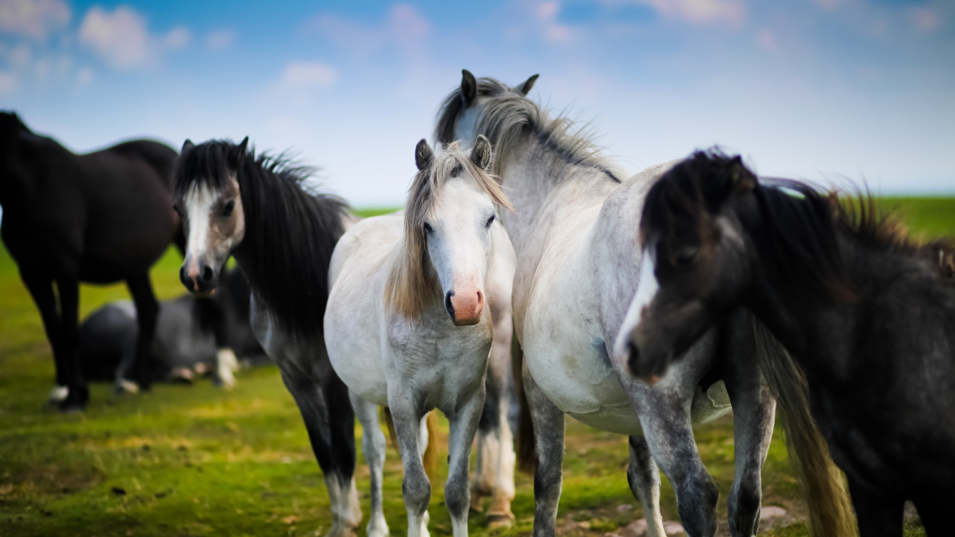 Белые и черные лошади на зеленом лугу