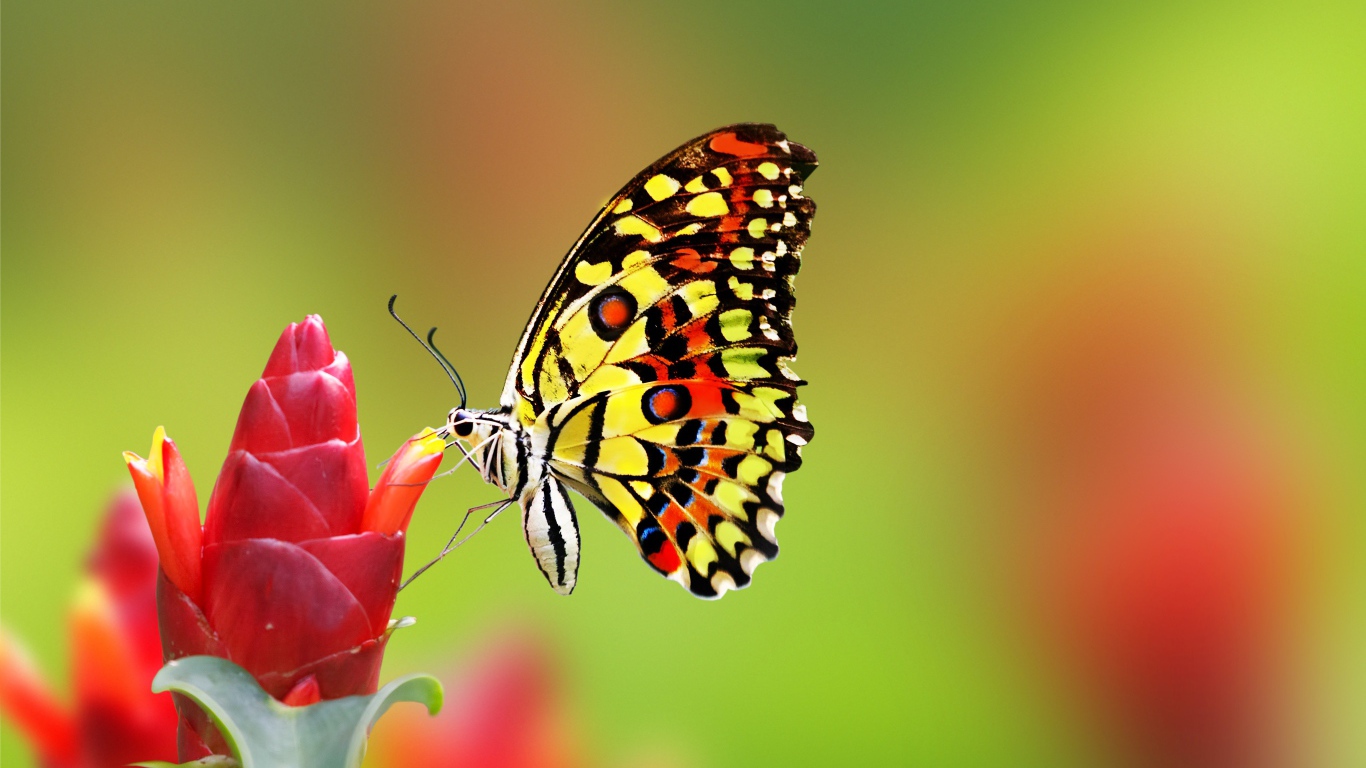 Красивая бабочка сидит на красном цветке имбиря