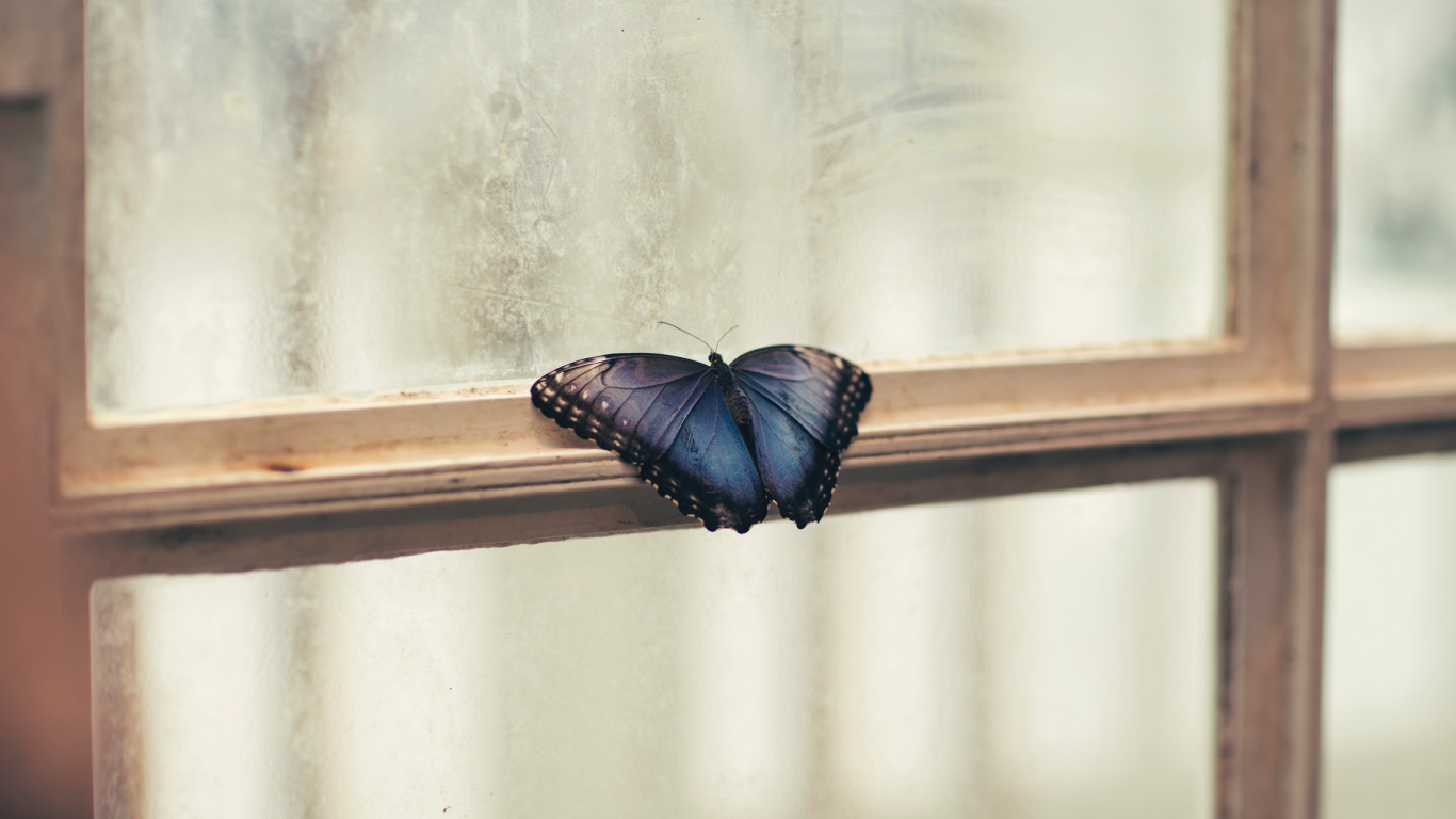 Голубая бабочка на окне