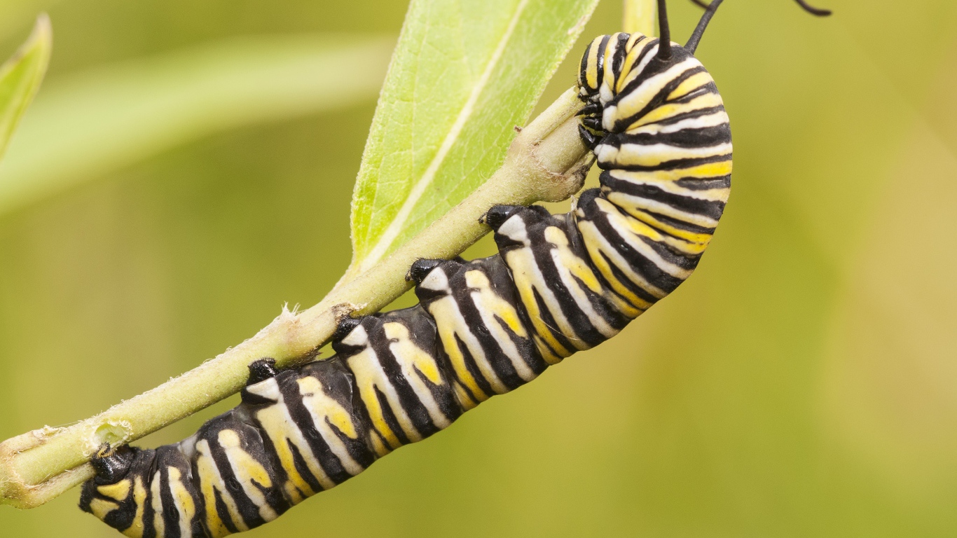 Гусеница бабочки монарх на ветке