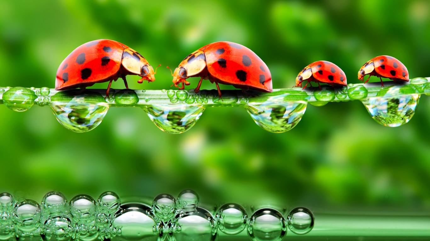 Божьи коровки на травинке с росой