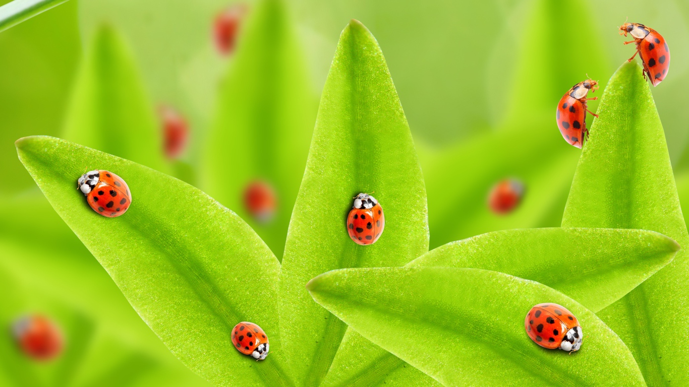 Много божьих коровок на зеленых листьях