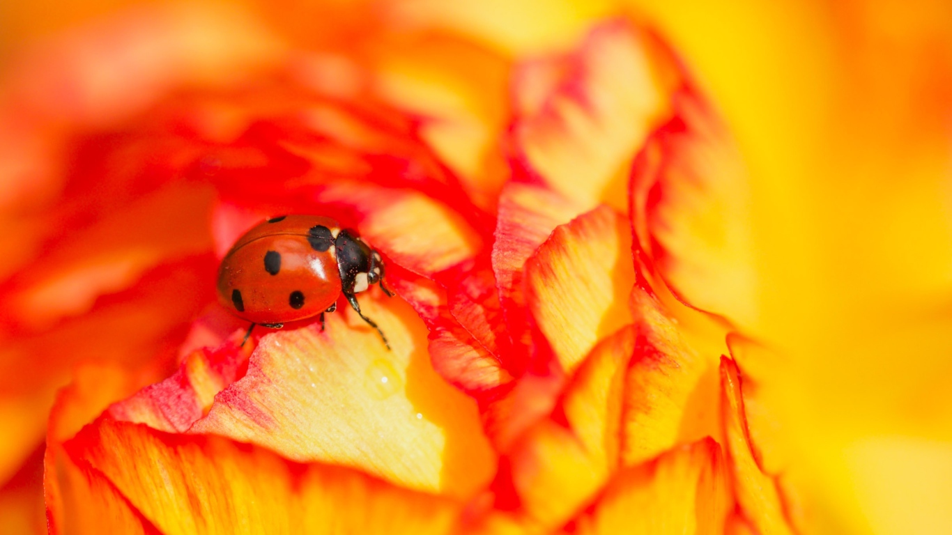 Красная божья коровка сидит на розе