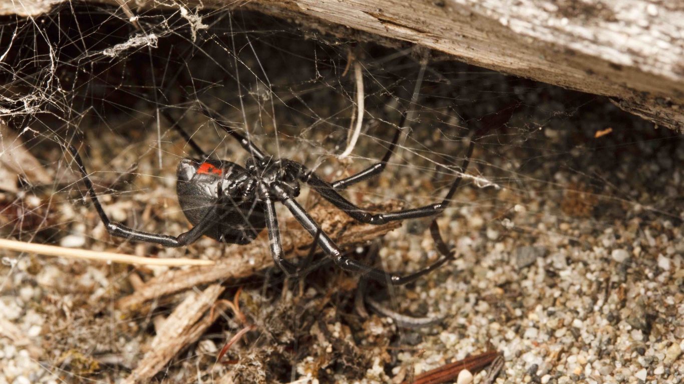 Большой черный паук на паутине