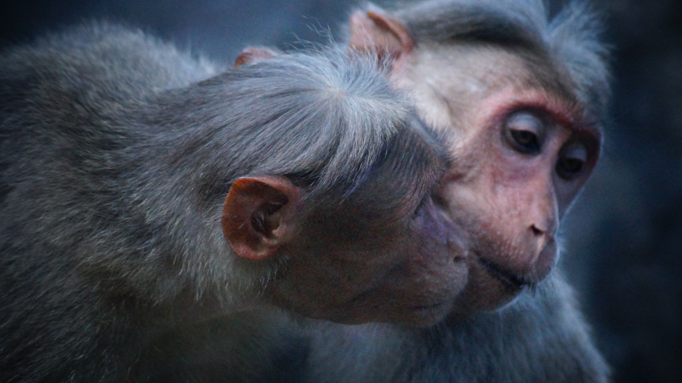 Две обезьяны обнимают друг друга