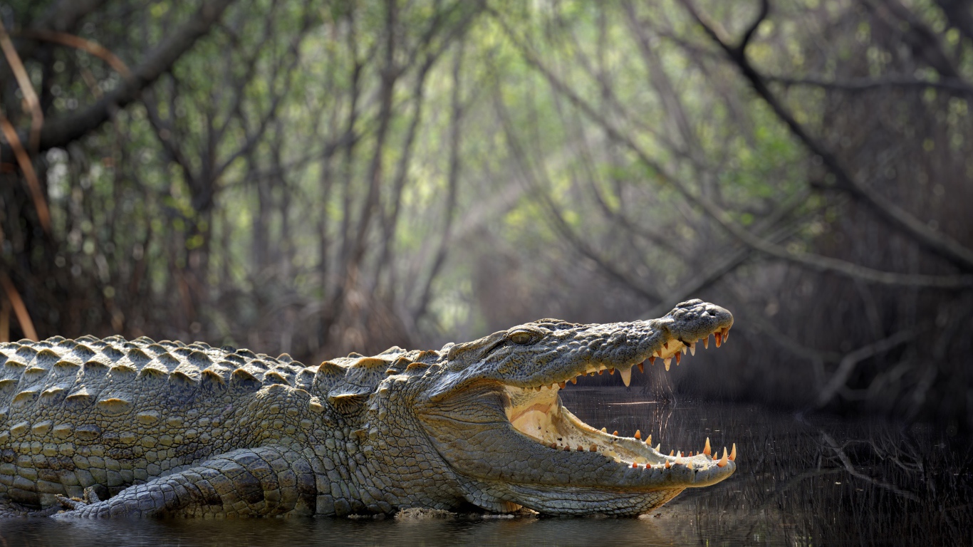 Большой крокодил с открытой пастью в воде 