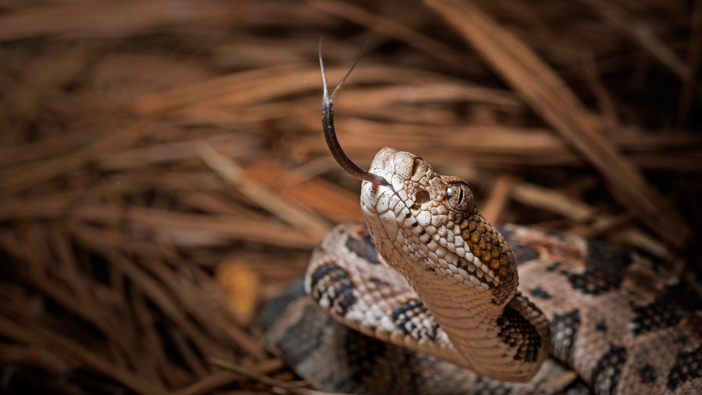 Змея с высунутым языком 